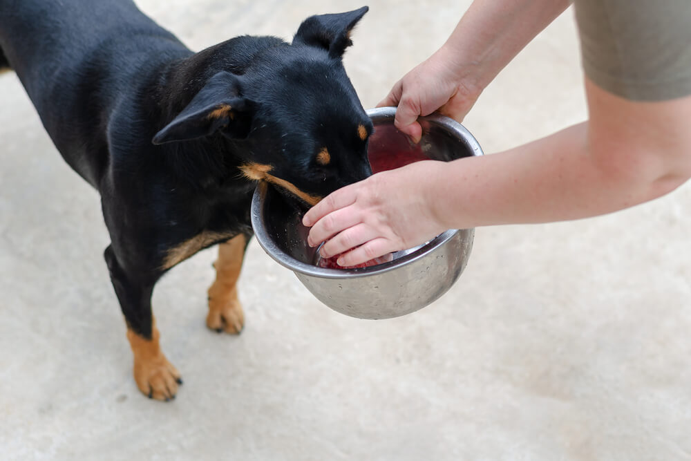 A woman feeds her dog from a metal bowl. A Doberman Pinscher pup
